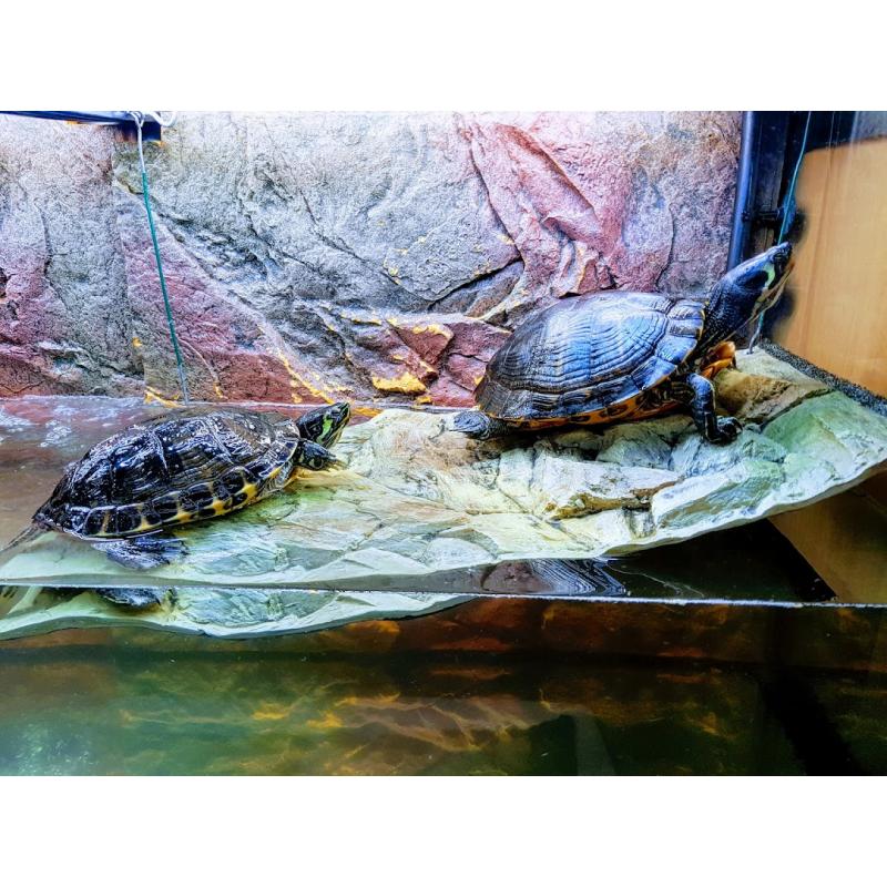 2 waterschildpadden + toebehoren