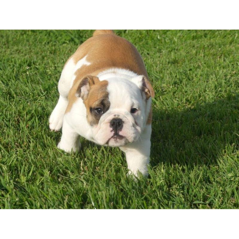 Mooie Engelse Bulldog pups.