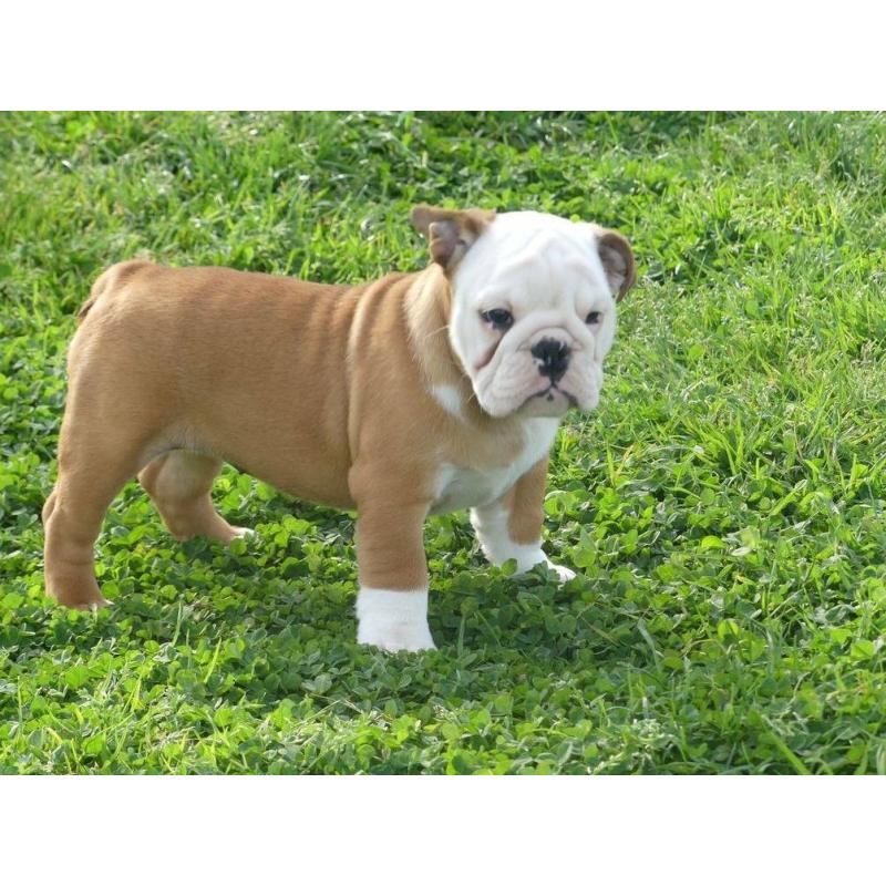 Mooie Engelse Bulldog pups.