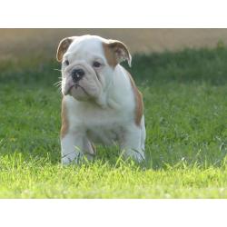 Mooie Engelse Bulldog pups.