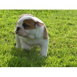 Mooie Engelse Bulldog pups.