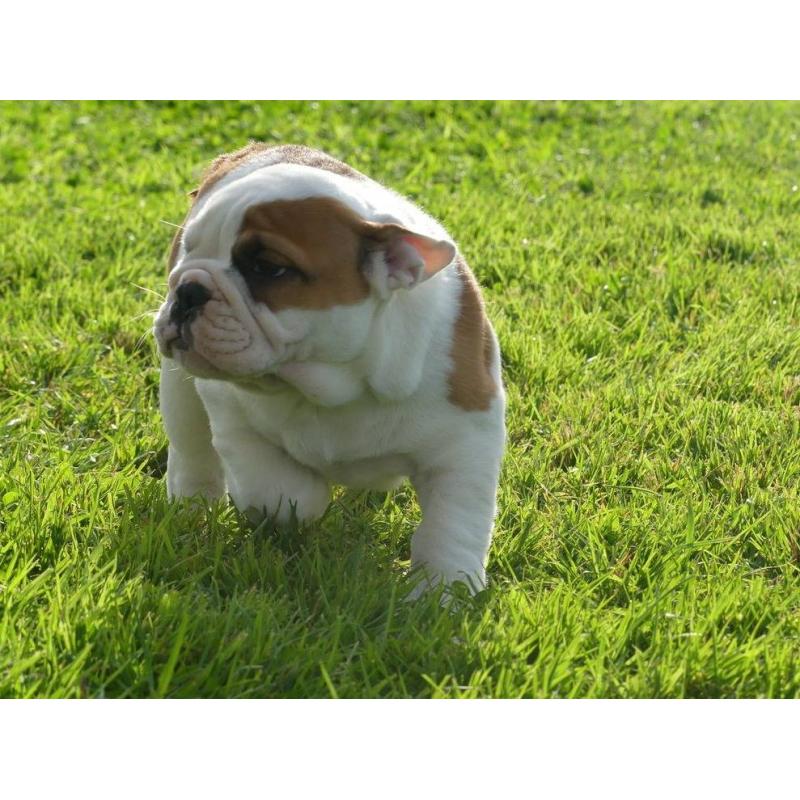 Mooie Engelse Bulldog pups.