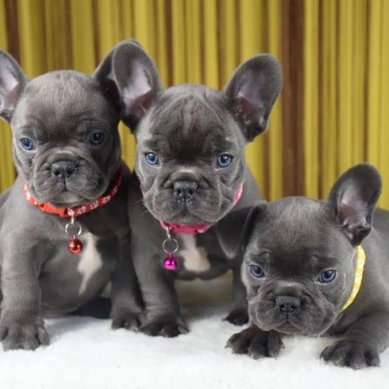 Beautiful French bulldog puppies