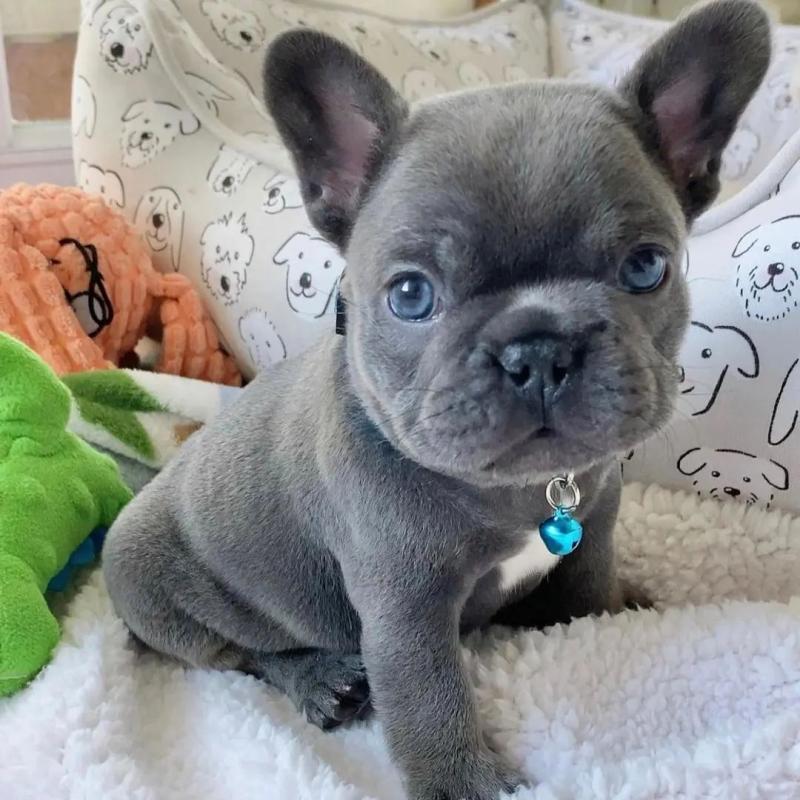 Beautiful French bulldog puppies