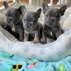 Beautiful French bulldog puppies