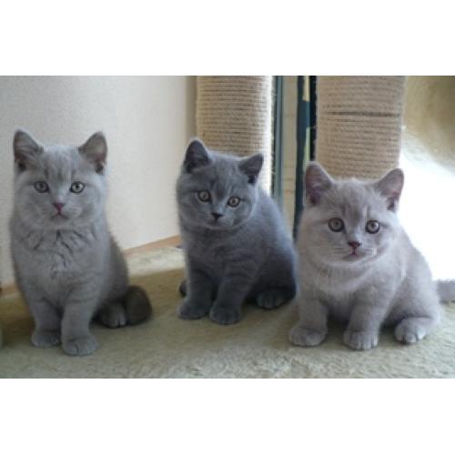 Mooie Britse Korthaar/Scottish Fold Blauw en Lilac kitten tekoop
