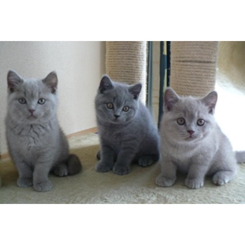 Mooie Britse Korthaar/Scottish Fold Blauw en Lilac kitten tekoop