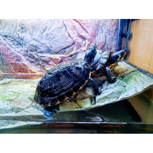 2 waterschildpadden + toebehoren