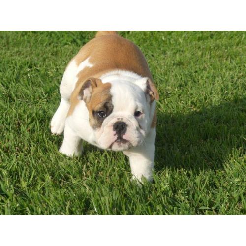 Mooie Engelse Bulldog pups.
