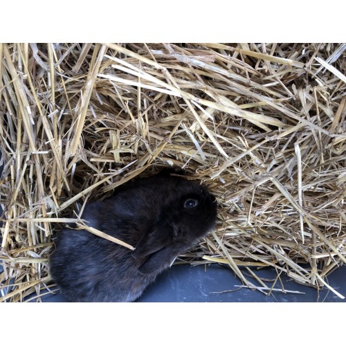 Prachtige dwergkonijntjes