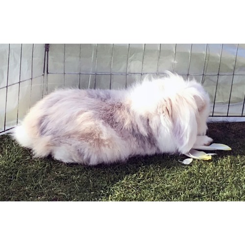 Handtamme konijntjes