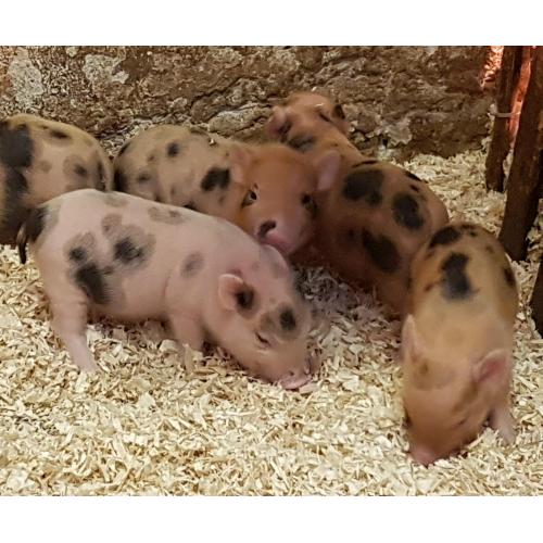 echte micro biggetjes te koop