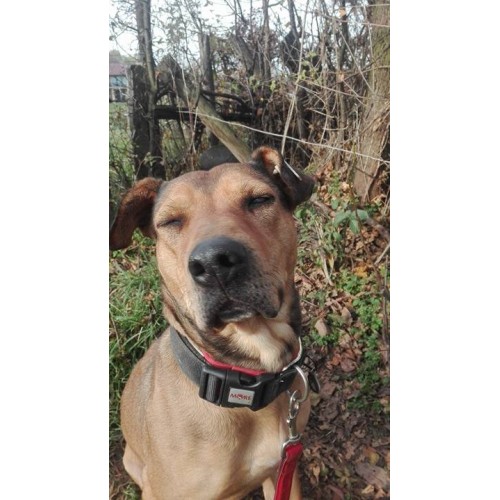 HELP DE DIEREN IN NOOD