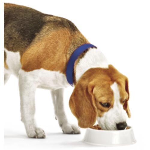 Dierenvoeding online