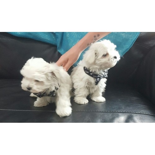 ​Super schattig theekopje Maltese puppy's
